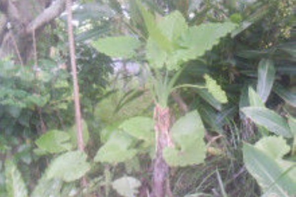 ナス科の地上絵 クワズイモ Alocasia Odora