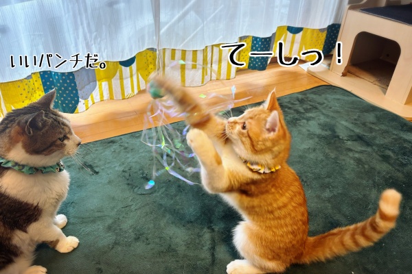 猫とお酒と日々のこと Powered by ライブドアブログ