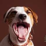 『犬をしょぼ顔にさせるもの』の画像