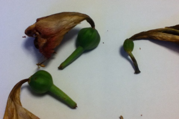 ナス科の地上絵 アマリリス Hippeastrum ｓｐｐ