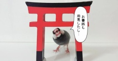 お詣りにきたセラ