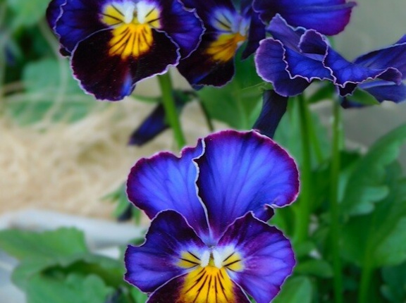 想像から始まるガーデニング＆ビオラ