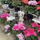 💕パンジー・ビオラご紹介💕