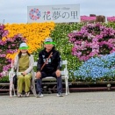 「ネモフィラ」と「芝桜」