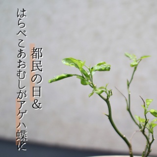 えりゐのＥｖｅＲｙ　ｄｉａＲｙ