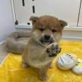 ☆とってもカワイイ子犬紹介☆