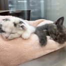 兄弟仲良くおねんねzzZ
