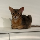 豚の出汁しゃぶの夜ごはん