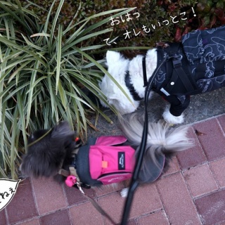 たかシェフのおうちごはん。と、白い犬。と、チワワ。