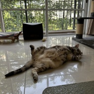 ぱずたん、心臓の専門医で心臓エコーを受ける。