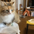 拒否し過ぎるなぎ