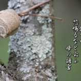 『次期総裁には肌理細やかな配慮が出来る人材を』の画像