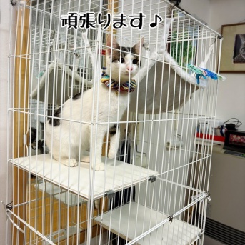 白駒のお届けでした。