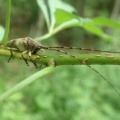 観察の森で見つけた生き物！７月13日