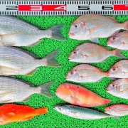 2026年7月20日　釣果