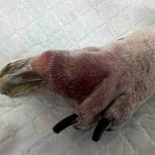 風の動物病院のブログ