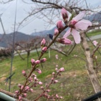 金井果樹園　生産者ブログ