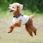 わんわんアイランド淡路島