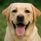 その不調、腸内環境かも？初回500円で始める愛犬ケアCUREPET