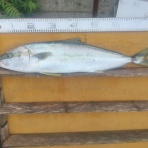 中本渡船ブログ