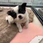 三重県伊勢市 ペットショップワンラブ バローミタス伊勢店のスタッフブログ