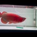極上！超珍龍！