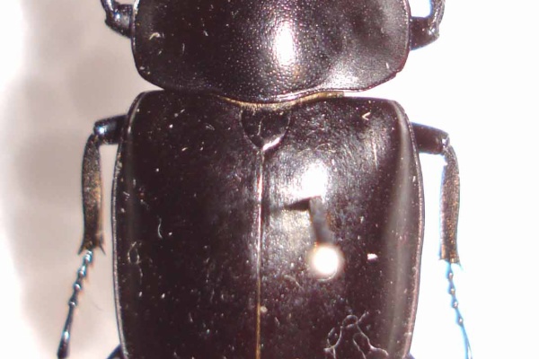 ヌエクワガタ 26㎜標本