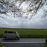 『土手の桜も葉桜に 新緑の季節へ』の画像