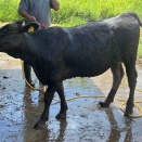 水浴びは、牛も人もいい気持ち