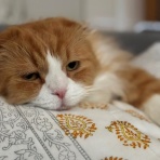 フクロムシ怪獣なんでも研究所