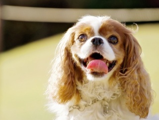 あの「さかがみ家」もやってくる！ワンちゃんと一緒に楽しもう！『環水公園』で『わんワンダーフェス』4月26日開催。