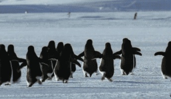 この動物のGIF、可愛すぎるんだがwwwwwwwwwww