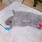 ”猫おでん”あり〼。