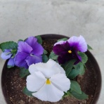 鴻巣の人形屋さん日記