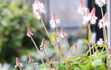 『ティアレア・スプリングシンフォニー二番目の花が咲きました。春バラ咲き出しました。』の画像