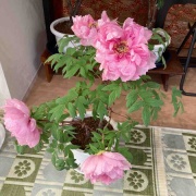 �������θ����衡���������߲�ð