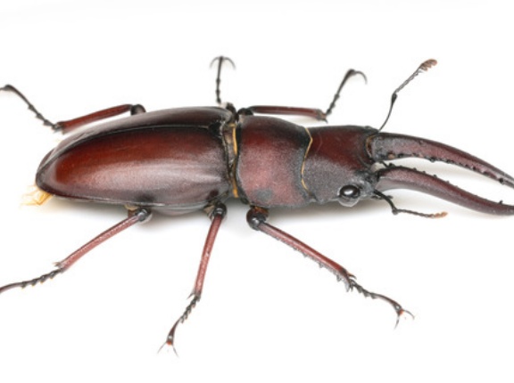 10月のノコギリクワガタ