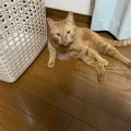 猫の日を前に  