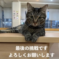 【最後の参加です】推し猫グランプリ、開催中【一票お願いします】