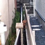 うちのとらまる