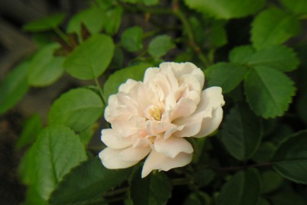 ミニ薔薇な日 グリーンアイス