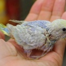 一緒に、セキセイインコも入ってます・・・と、24日はお休みします。