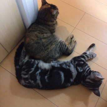 実物のﾈｺﾁｬﾝたちセカンド269