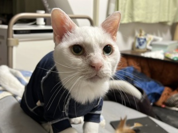 ウチューネコの珍妙な瞳　20251203