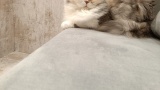 1人でね、猫カフェに行ったんだ（※画像あり）