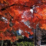 『安行の紅葉　慈林薬師・宝厳院』の画像