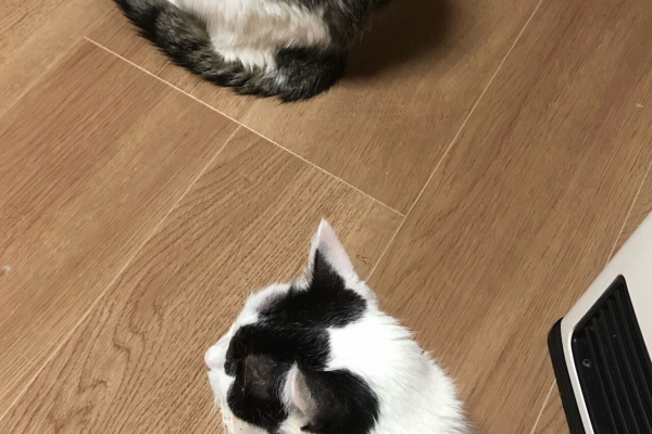 元気にしてるニャン