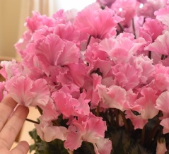 【ふるさと納税】香川県観音寺市から超豪華シクラメンが到着♬フリルタイプが可愛い♡&楽天スーパーSALE今日はポイントアップデー！（記事下にPR含）