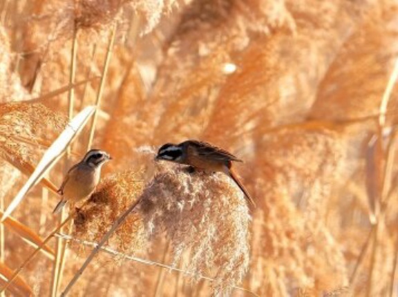 2026年1月10日の野鳥公園