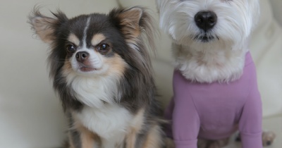 犬の脱走対策　『絶対に呼び戻せる』おやつの魔法(笑)と、我が家のルール